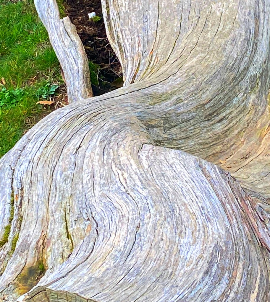 Passegginado attraverso il Parco del Villon Puccini (PT)